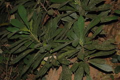 Agrostistachys borneensis